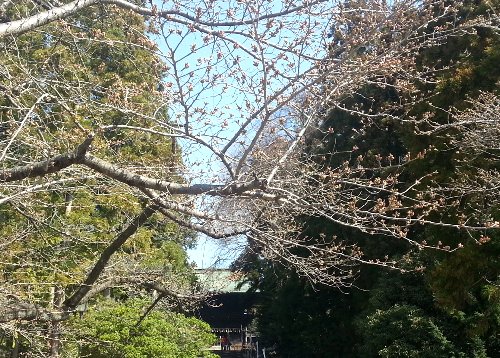 仙台東照宮の桜情報