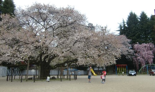 第１２回東六小の桜と音楽を愛でる会が、開催されました！