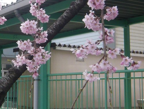 北六番丁小学校の入学式