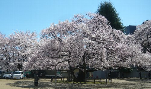 第１３回東六小の桜と音楽を愛でる会が開催されました！