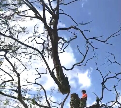 株式会社　大桑林産