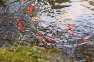 東六番丁小学校の金魚が、東北高校の池へお引越し！