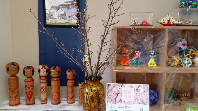 お宮町の店舗にて啓翁桜が、咲いています！