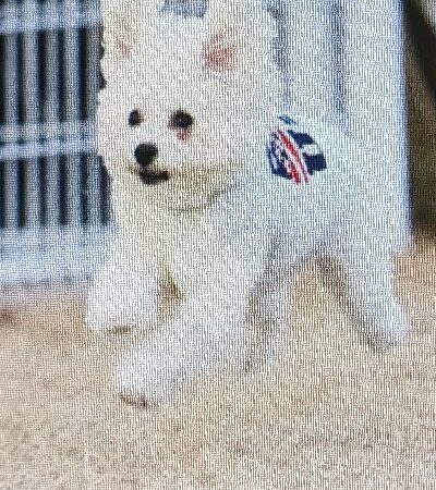 飛行犬が、河北新報にて紹介される！